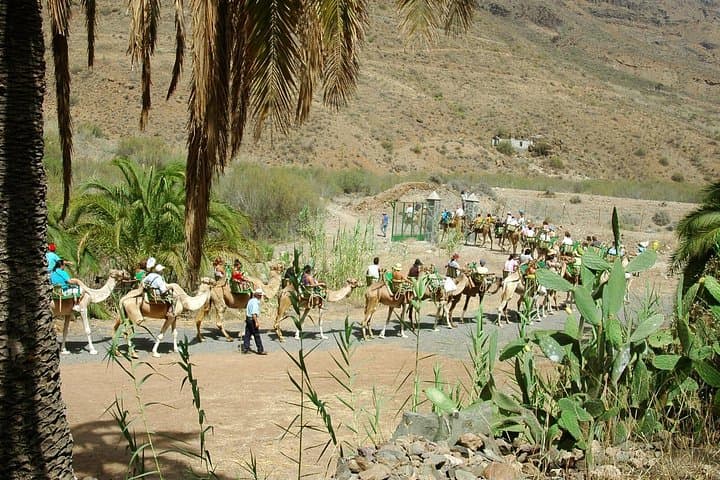 Camel Ride in Fataga: Dromedary Trek, Tapas Lunch & Camel Show in Gran Canaria photo 3