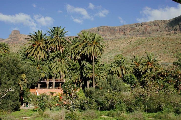 Camel Ride in Fataga: Dromedary Trek, Tapas Lunch & Camel Show in Gran Canaria photo 6