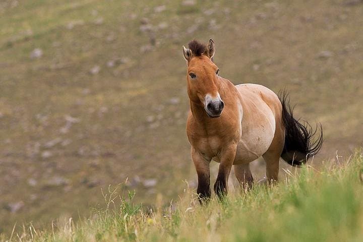Khustai National Park One-Day Private Tour — See the Przewalski’s Horse