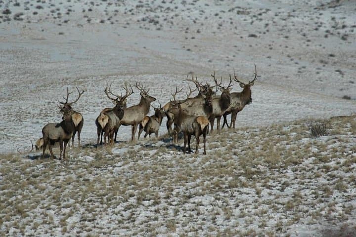 Khustai National Park One-Day Private Tour — See the Przewalski’s Horse photo 2