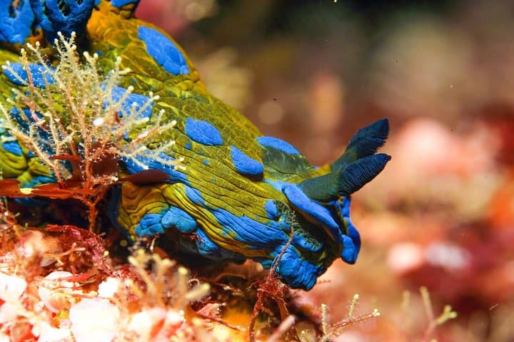 SSI Advanced Adventurer Course: 5 Specialty Dives in Auckland’s Hauraki Gulf photo 6