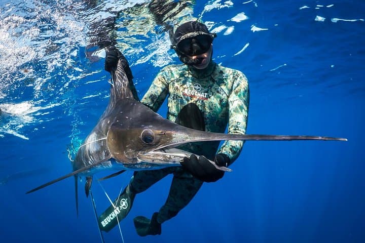 Full-Day Spearfishing Charter to Kawau Island: Freediving for Kingfish & Snapper in the Hauraki Gulf