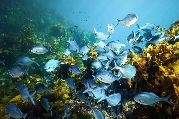 Full-Day Scuba Dive Charter to Hen Island — Hen & Chicken Islands NZ Dive Adventure