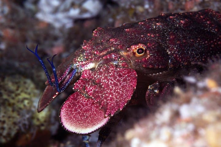 Full-Day Scuba Dive Charter to Hen Island — Hen & Chicken Islands NZ Dive Adventure photo 2