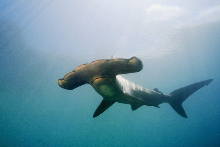 Hammerhead Sharks in the Hauraki Gulf: Full-Day Scuba Dive Charter from Warkworth