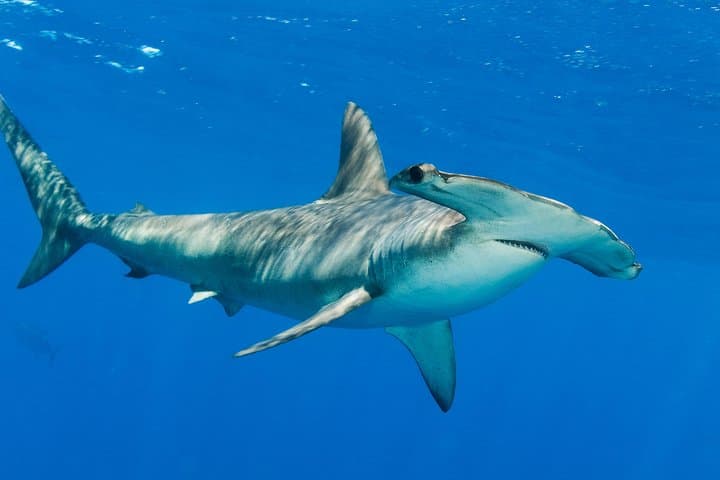 Hammerhead Sharks in the Hauraki Gulf: Full-Day Scuba Dive Charter from Warkworth photo 2