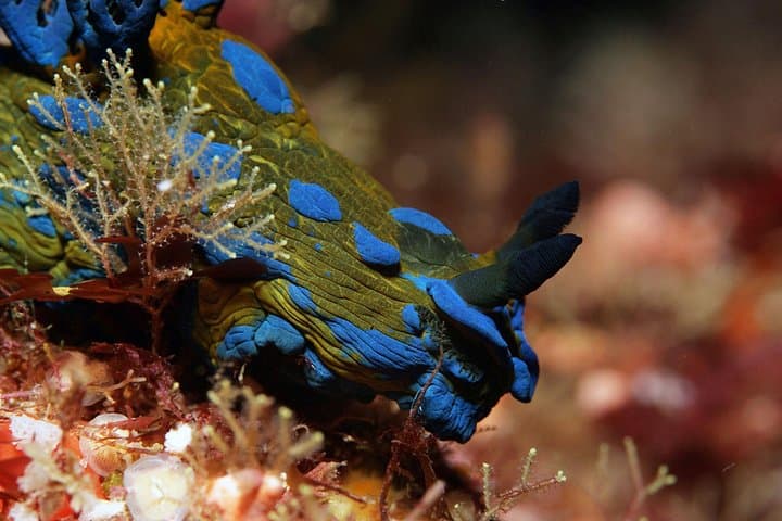 Full-Day Scuba at Goat Island Marine Reserve: 2 Dives, Marine Life & Practical Tips