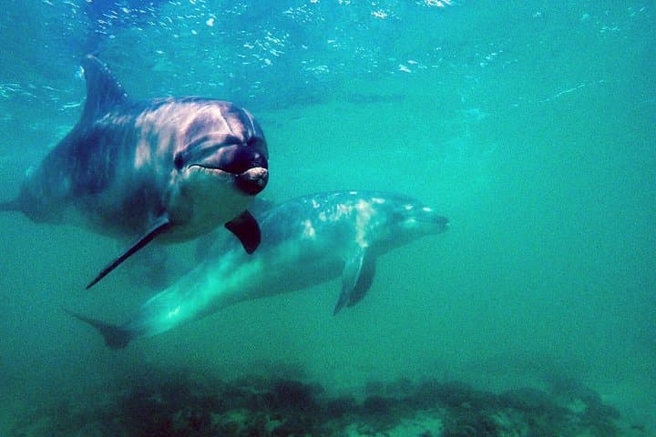 Full-Day Scuba at Goat Island Marine Reserve: 2 Dives, Marine Life & Practical Tips photo 2