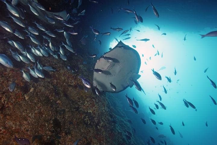 Poor Knights Dive Charter: Explore New Zealand’s Underwater Arches and Sponge Gardens