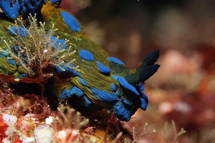 Poor Knights Dive Charter: Explore New Zealand’s Underwater Arches and Sponge Gardens photo 2