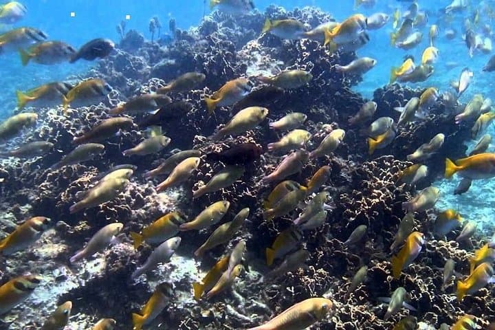 Full-Day Ang Thong National Marine Park Speedboat Tour from Koh Samui photo 4