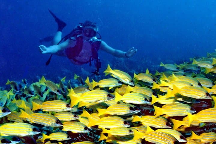 Single-Tank Fun Dive on Roatán’s West Side — Reef Dive with Transfers photo 3