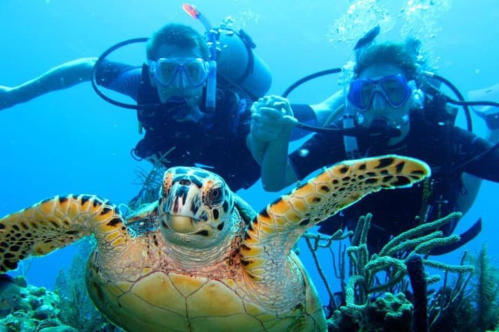 Single-Tank Fun Dive on Roatán’s West Side — Reef Dive with Transfers photo 4