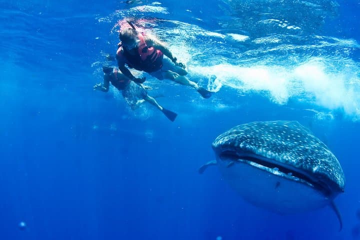 Swim with Whale Sharks & Relax at Isla Mujeres — Cancun Day Trip photo 2