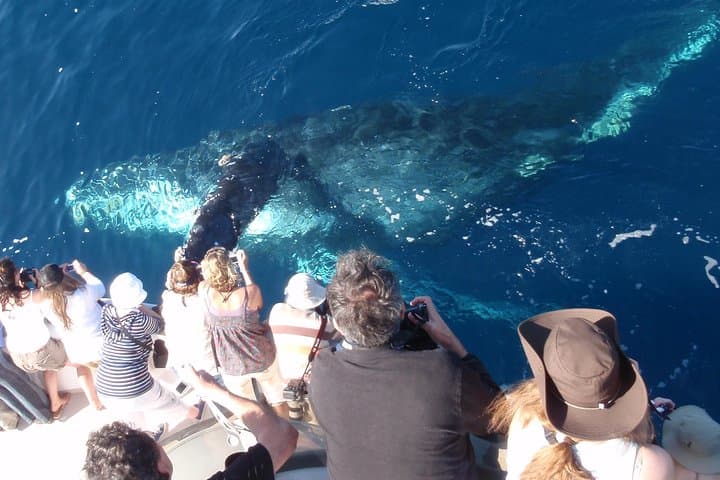 Experience Newport Beach Whale and Dolphin Watching: A Coastal Marine Adventure