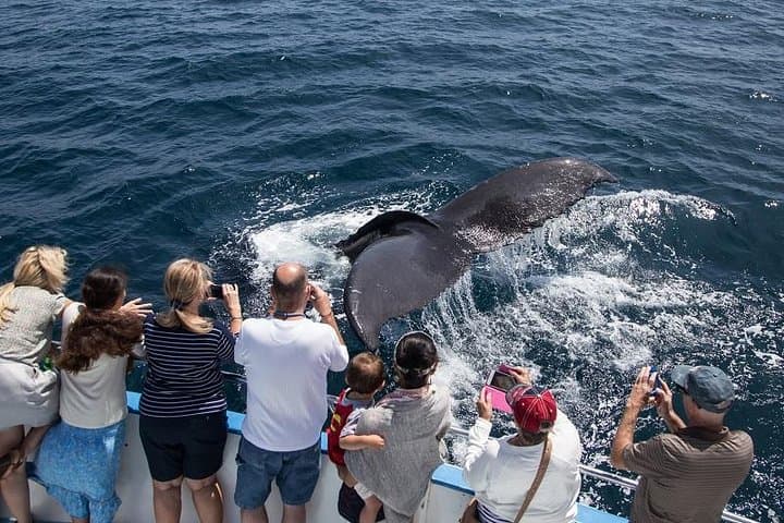 Experience Newport Beach Whale and Dolphin Watching: A Coastal Marine Adventure photo 2