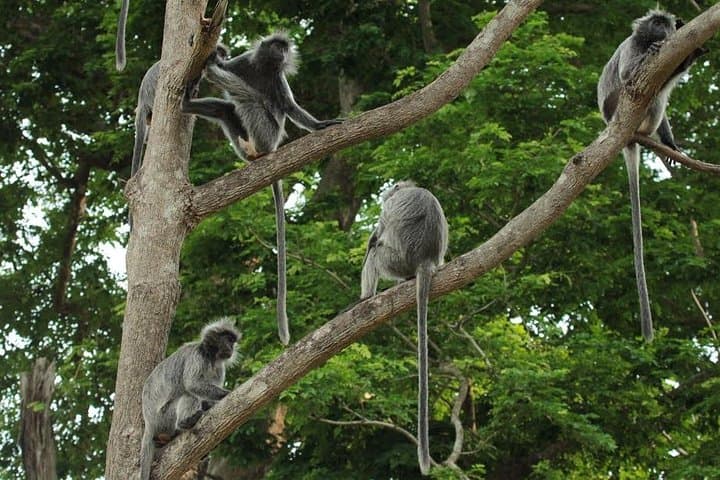 Kuala Selangor Night Safari: Silver‑Leaf Monkeys, Fireflies & River Dinner