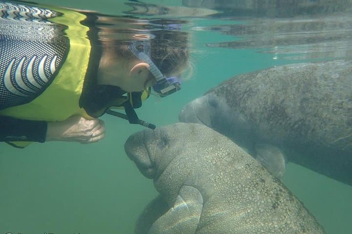 Swim with Manatees in Crystal River: Ethical Guided Encounters in Kings Bay photo 2