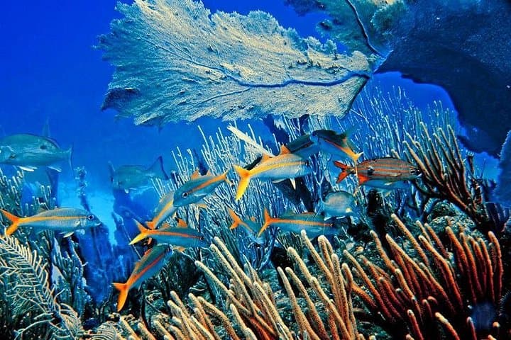 Catalina Island & Chavon River Catamaran Cruise — Full-Day Snorkel, Beach & River from Punta Cana photo 2