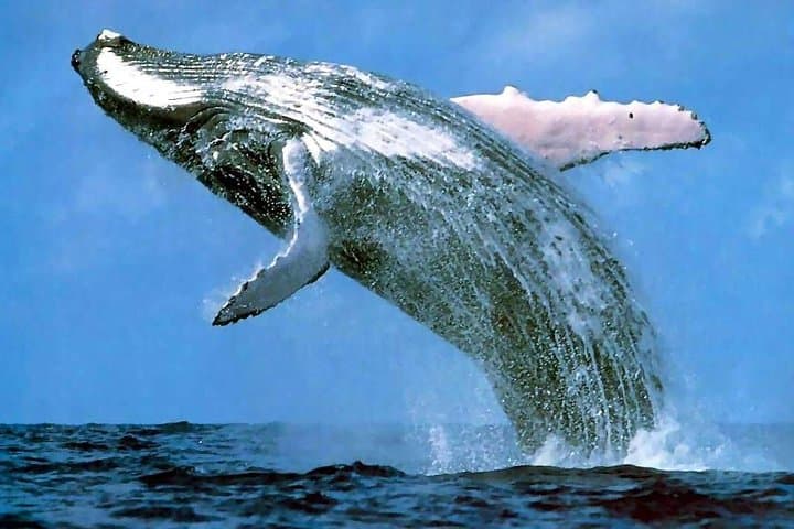 Samana Whale Watching and Cayo Levantado Island Tour — Full-Day Boat Excursion