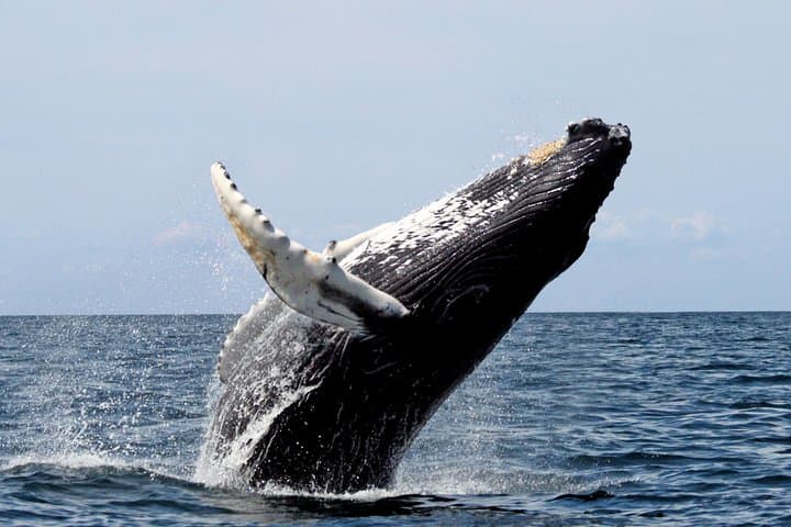 Samana Whale Watching and Cayo Levantado Island Tour — Full-Day Boat Excursion photo 2