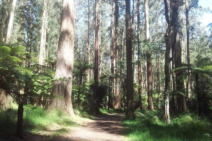 Private Dandenong Ranges Day Tour — Sherbrooke Forest, Alfred Nicholas & Olinda Gardens