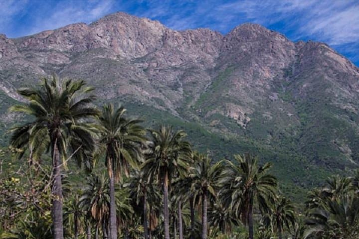 Darwin's Route — La Campana Palm Forest Hike from Santiago