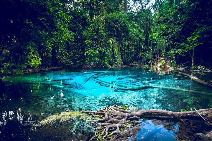 Krabi Emerald Pool, Hot Springs and Tiger Temple: Full-Day Natural Springs & Temple Tour
