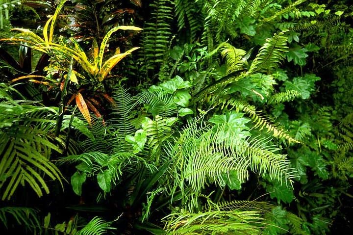 Explore Ocho Rios: Private Sightseeing Tour with Fern Gully & Jerk Lunch photo 2