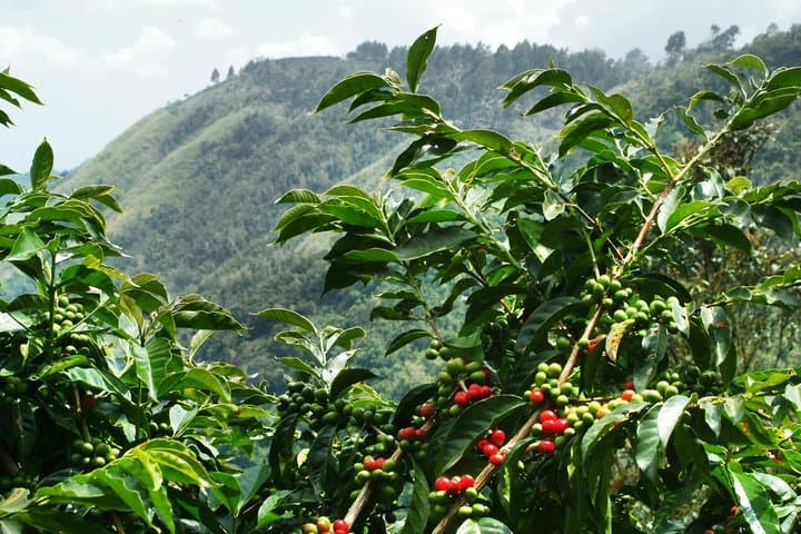 Blue Mountain Coffee Tour from Runaway Bay — Hike, Roast, Sip in Jamaica’s Highlands