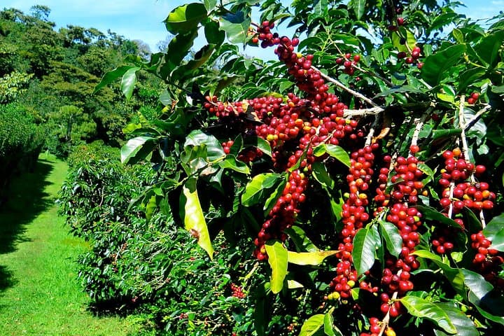 Blue Mountain Coffee Tour from Runaway Bay — Hike, Roast, Sip in Jamaica’s Highlands photo 2