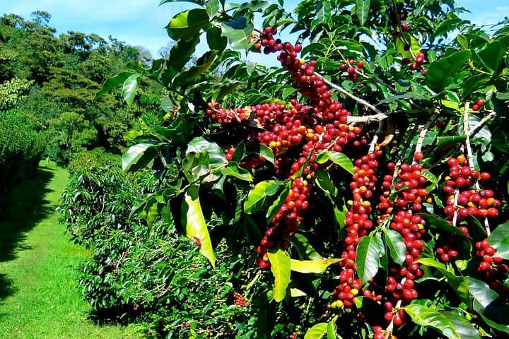 Blue Mountain Coffee Tour from Ocho Rios — Rainforest Hike & Creighton Plantation Visit