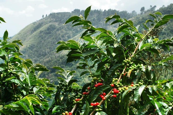 Blue Mountain Coffee Tour from Ocho Rios — Rainforest Hike & Creighton Plantation Visit photo 2