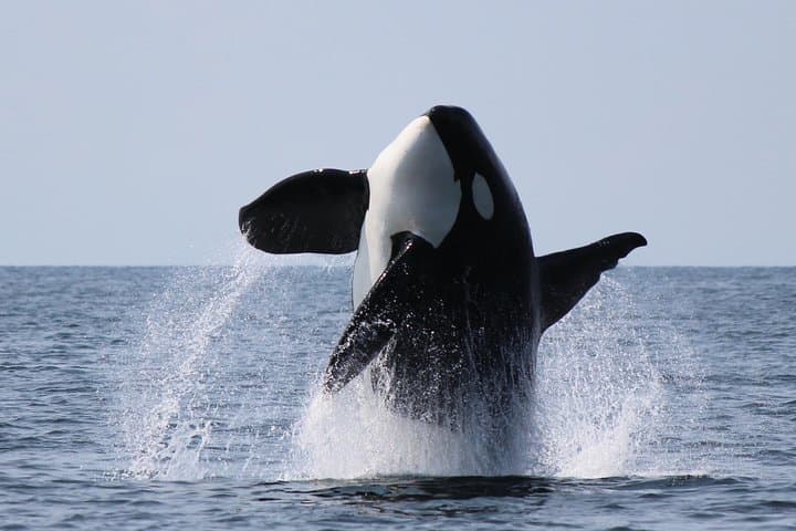 Intimate West Coast Whale Watching from Granville Island — Vancouver photo 2