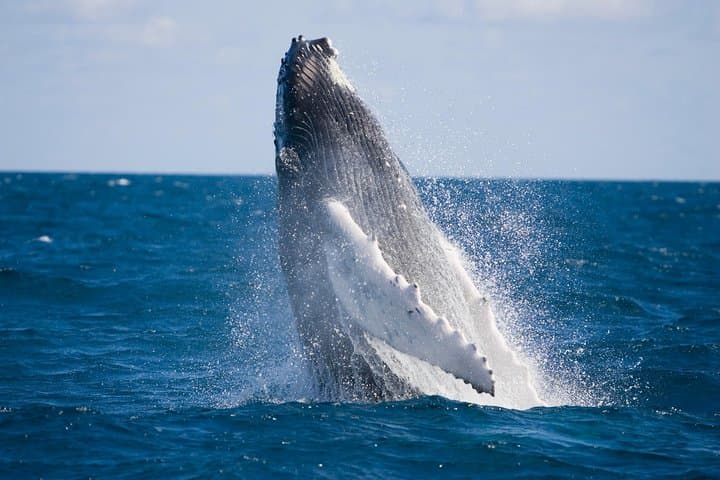Whale-Watching and Orange County Beaches Day Trip from Anaheim