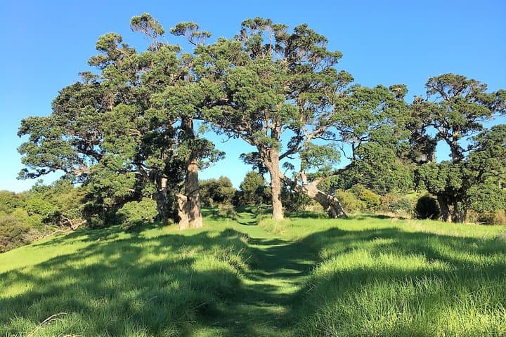 Waiheke Island Bush & Beach Walk — Half-Day Coastal Hike from Auckland photo 2