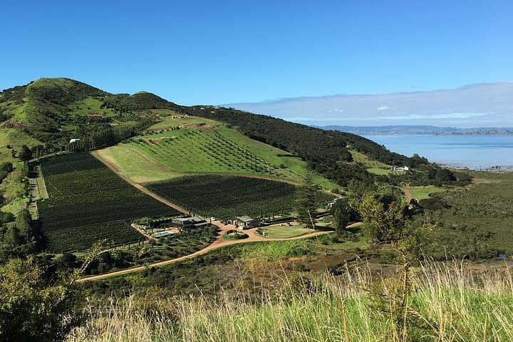 Waiheke Island Vineyards and Bush Walk — Half-Day Coastal Hike with Wine Tasting photo 1