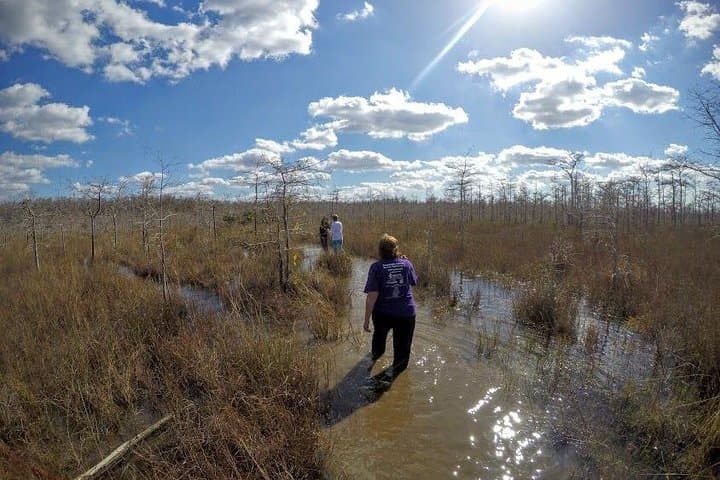 Everglades Eco Adventure: Biologist-Guided Wet Walk, 10,000 Islands & Airboat Tours photo 4