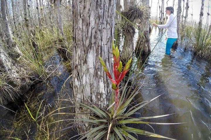 Everglades Eco Adventure: Biologist-Guided Wet Walk, 10,000 Islands & Airboat Tours photo 2