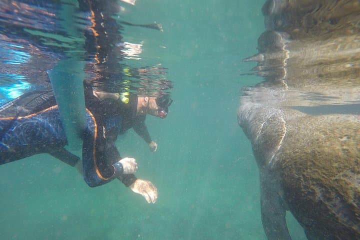 Swim with Manatees in Crystal River: Guided Small-Group Snorkel with In-Water Photographer photo 3