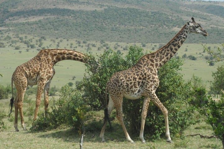 Amboseli Safari Day Trip from Nairobi: Kilimanjaro Views & Maasai Encounters photo 4