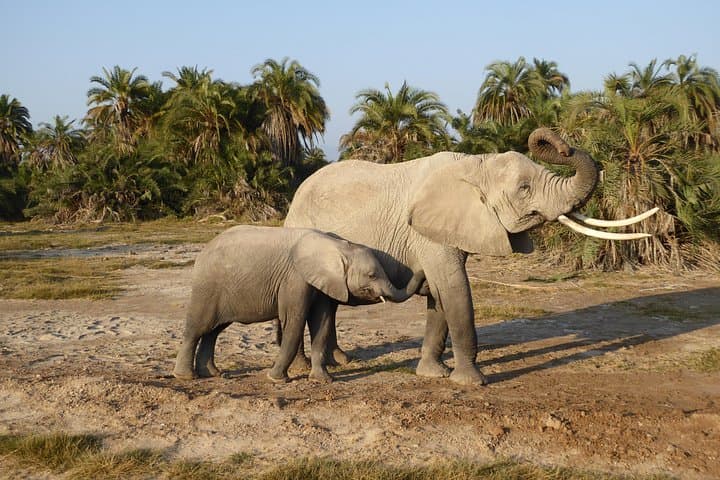 Amboseli Safari Day Trip from Nairobi: Kilimanjaro Views & Maasai Encounters photo 3