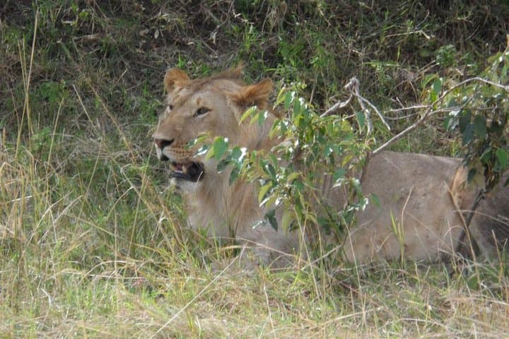 Masai Mara Full-Day Safari from Nairobi — Big Five Game Drive photo 4