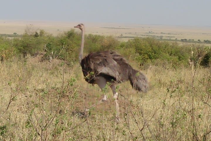 Full-Day Samburu National Reserve Safari from Nyeri — Day Tour to See Grevy's Zebra & Kamunyak