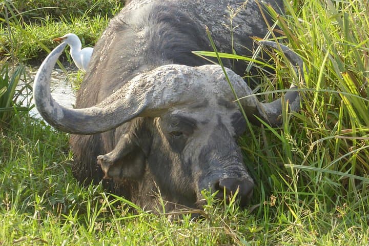 2-Day Amboseli Safari: Elephants, Kilimanjaro Views & Luxury Camping photo 2