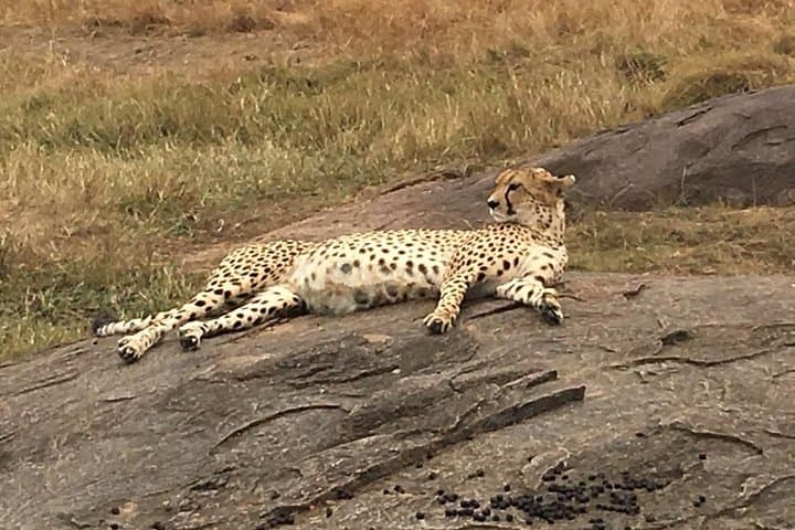 Two-Day Tarangire Safari from Arusha: Elephants, Baobabs & Birdlife photo 2