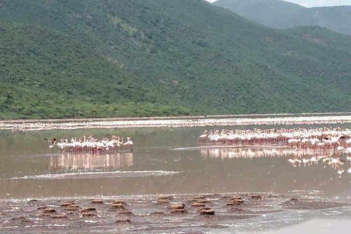 Lake Bogoria Flamingos: Full-Day Wildlife and Geothermal Tour from Nairobi
