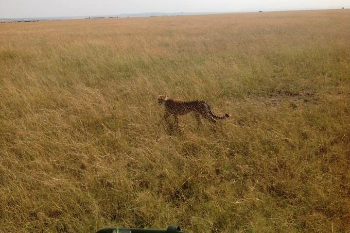 Mikumi National Park Full-Day Safari from Dar es Salaam: Day Trip Guide photo 2