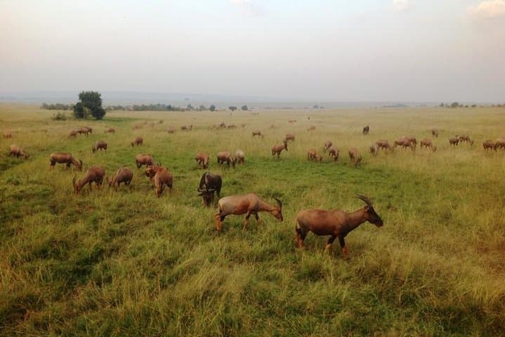 Exploring Nairobi: Wildlife, Culture, and Conservation in One Day photo 4