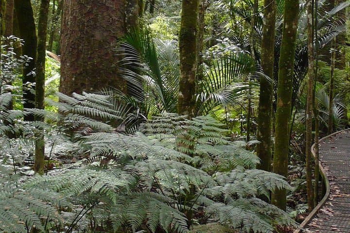 Bay of Islands Glow Worm Caves & Scenic Shore Excursion from Paihia photo 6